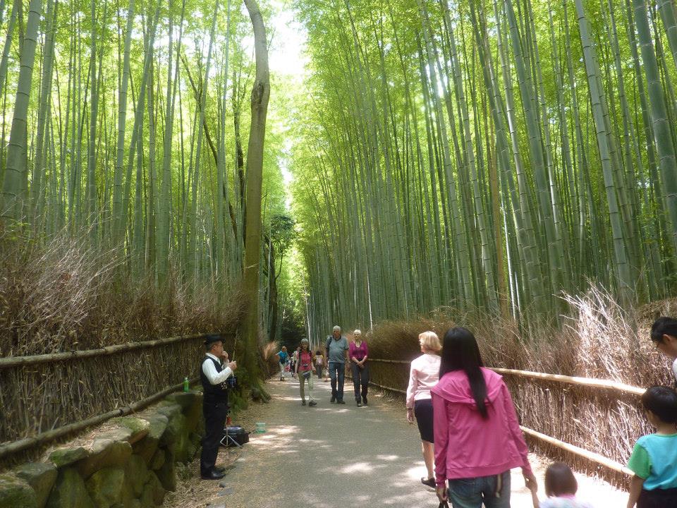 Kyoto, bambusz erdo seta.