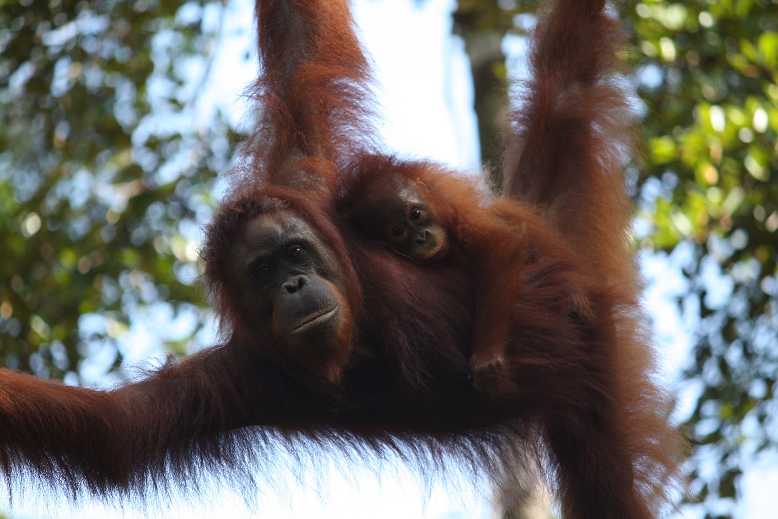 Orangután anya kisdeddel